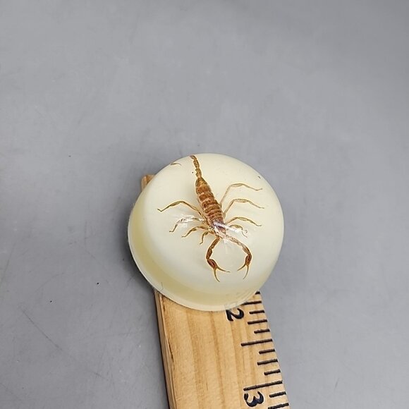 Vintage Maack  Scorpion Paperweight  2” Velvet Bottom Lucite - Picture 4 of 4